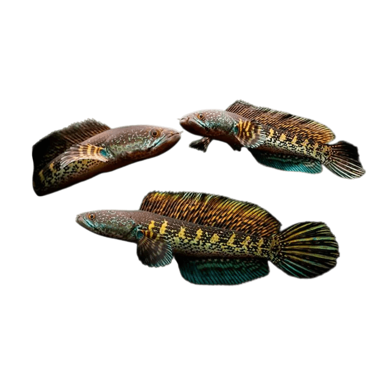 Premium Channa Fish