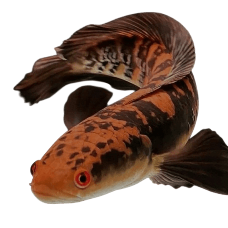 Channa Marulioides